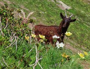 46 Caprette orobiche